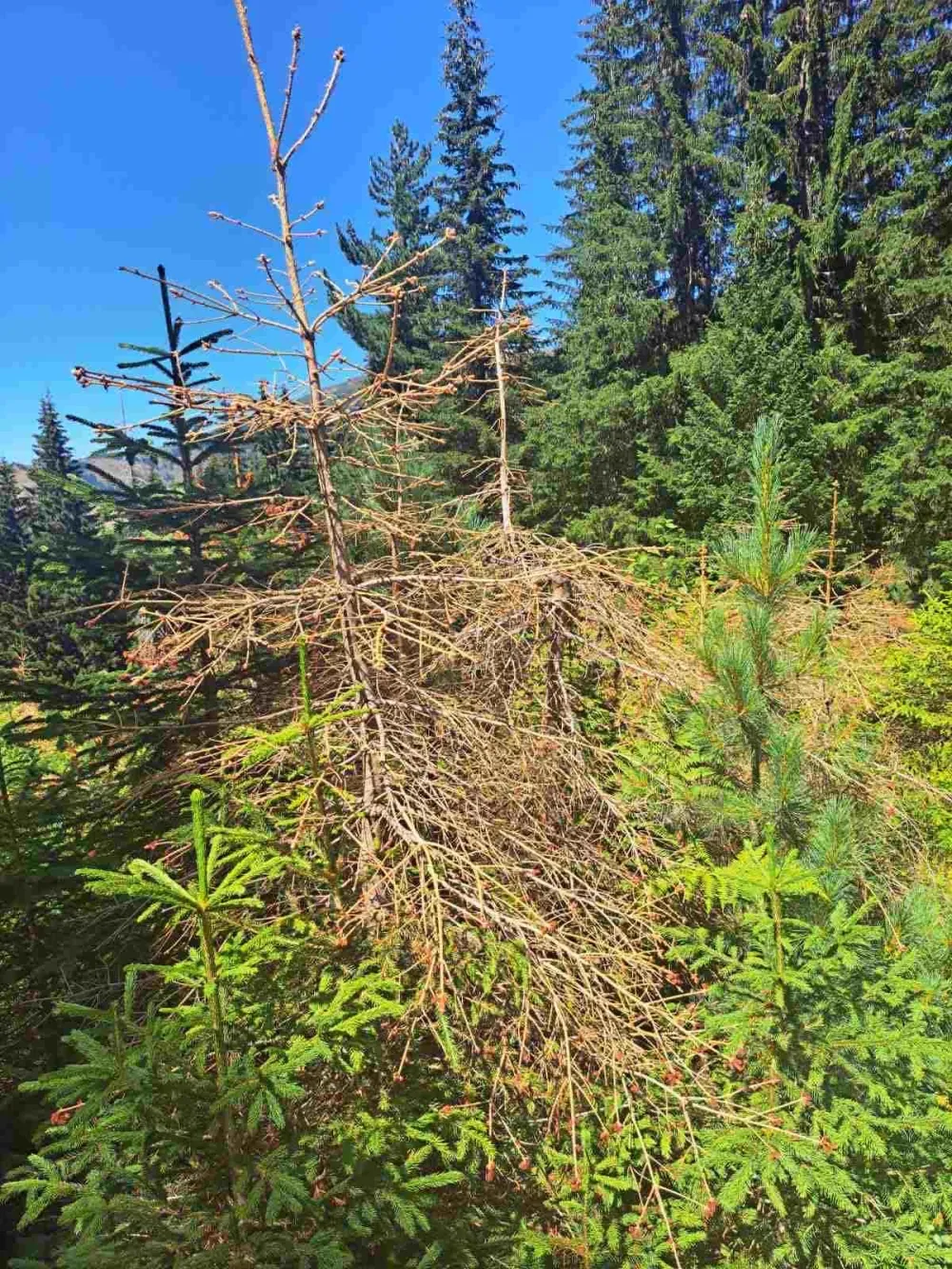 Mjere zakasnile, potkornjak brži od reakcije države