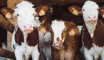 Stočari iz Danilovgrada pisali Jokoviću: &Scaron;to hitnije donijeti odluku o pomoći farmerima