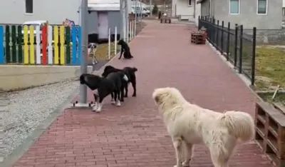 Evidenciјa za pro&scaron;lu godinu: U Registru ljubimaca 2.187 pasa