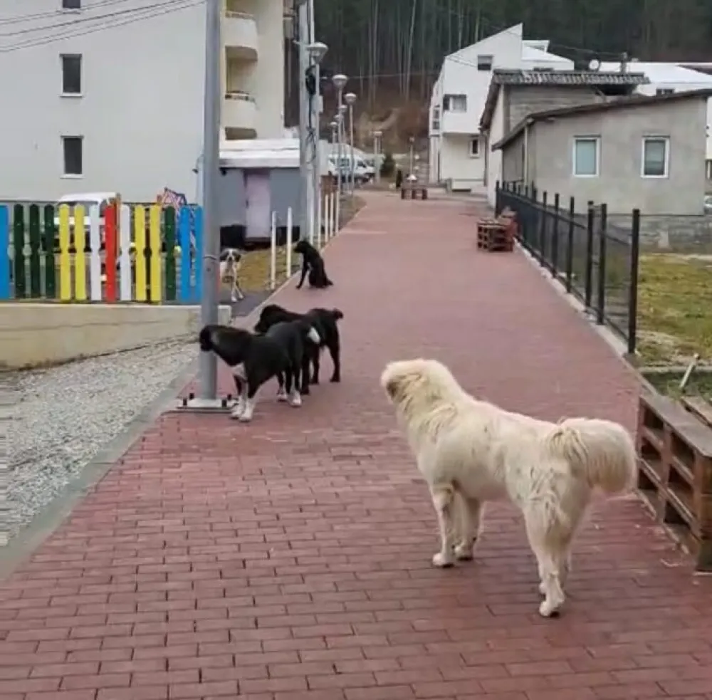 Evidenciјa za pro&scaron;lu godinu: U Registru ljubimaca 2.187 pasa