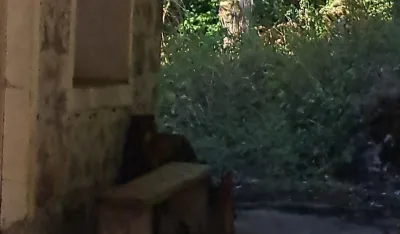 (FOTO) U selu Konjuhe uslikana mečka na terasi stare porodične kuće Babovića