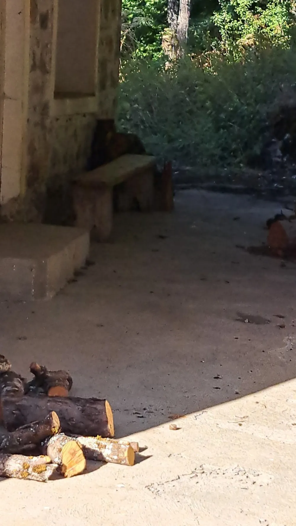 (FOTO) U selu Konjuhe uslikana mečka na terasi stare porodične kuće Babovića
