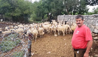 Nepoznata bolest uni&scaron;tila dio stada Jovana Zvicera: Uginulo mu 15 ovaca, nalaze čeka već sedam dana