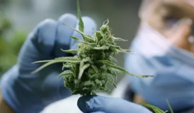 Nova istraživanja dovela do iznenađujućih otkrića: Marihuana mijenja djelovanje gena