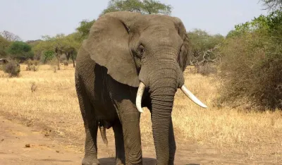 Zimbabve:&nbsp;Odobren lov 200 slonova kako bi nahranili građane koji su&nbsp;gladni zbog su&scaron;e