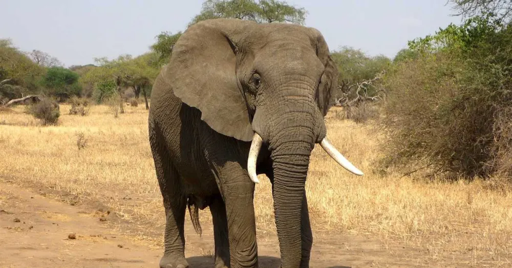 Zimbabve:&nbsp;Odobren lov 200 slonova kako bi nahranili građane koji su&nbsp;gladni zbog su&scaron;e