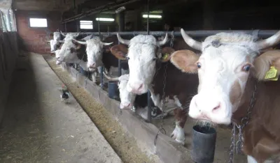 I građani u strahu od kјu groznice