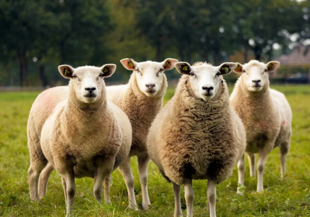 U Italiji registrovana bolest plavog jezika