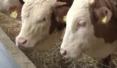 Iz Unije stočara očekuju ozbiljniji odgovor države na kju groznicu: Stanje dramatično, farmeri trpe veliku &scaron;tetu