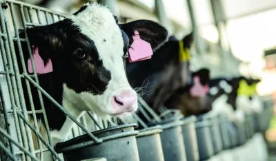 Mesare neće meso zaraženih krava: Odbili sanitarno klanje goveda oboljelih od kјu groznice