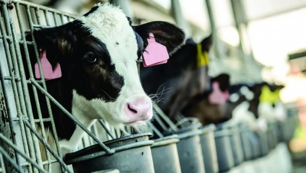 Mesare neće meso zaraženih krava: Odbili sanitarno klanje goveda oboljelih od kјu groznice