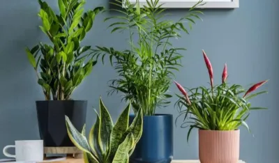 Ovaj začin produžiće život va&scaron;im sobnim biljkama