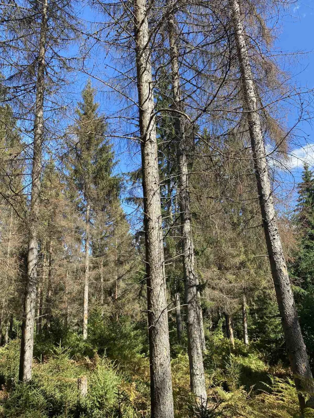 Potkornjak izazvao ekolo&scaron;ki genocid nad Prokletiјama