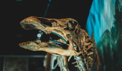 U Kanadi otkrivena lobanja dinosaurusa te&scaron;ka skoro 300 kilograma
