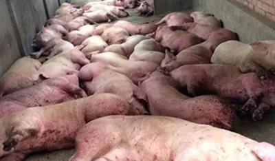 Afrička kuga ponovo u Mačvi, eutanazirano 125 svinja