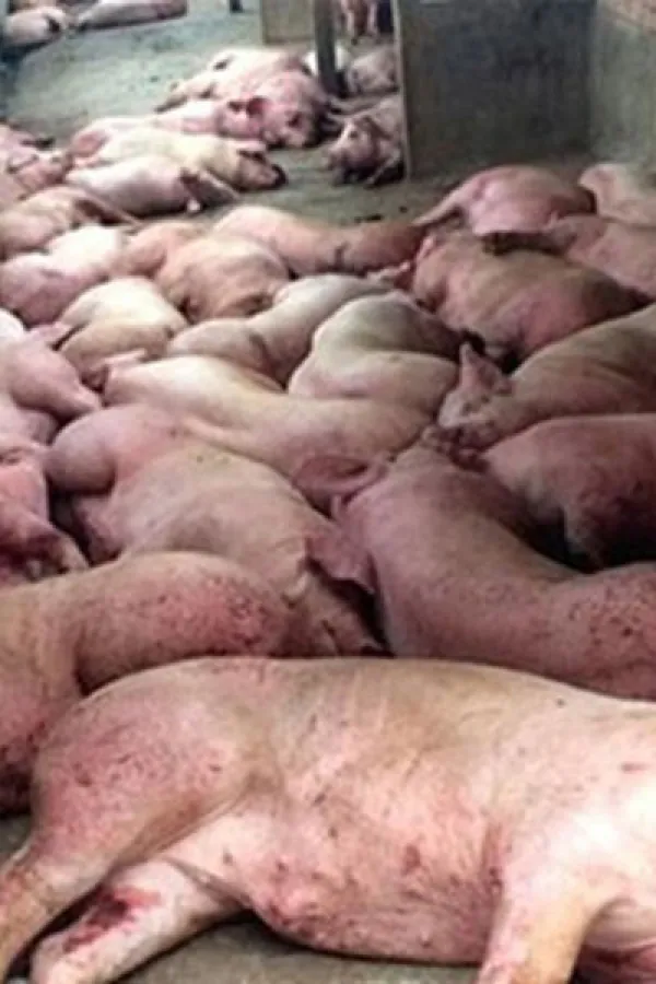 Afrička kuga ponovo u Mačvi, eutanazirano 125 svinja