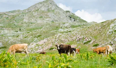 Počinje popis poljoprivrede, trajaće do decembra