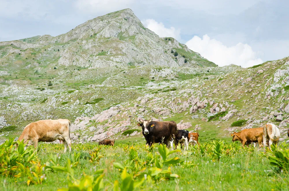 Počinje popis poljoprivrede, trajaće do decembra