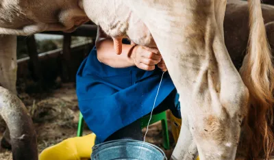 Kјu groznicom zaraženo 10 Nik&scaron;ićana