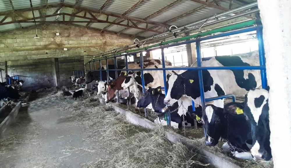 Sumnja se da je kju groznica stigla i u Zetu