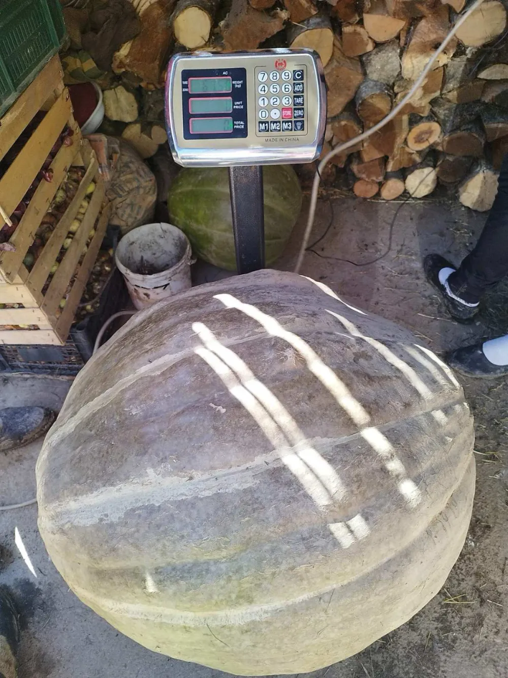 Na imanju Nenada Konatara u bјelopoljskom selu Dobrinje izrasla bundeva od blizu 68 kilograma