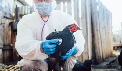 Novi slučajevi ptičijeg gripa među ljudima u SAD