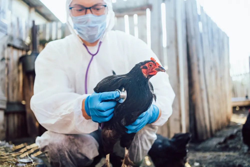 Novi slučajevi ptičijeg gripa među ljudima u SAD