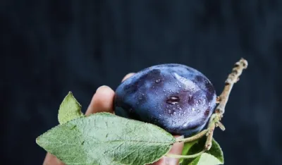 &Scaron;ljiva je najbolji saveznik dobre probave i vitalnosti