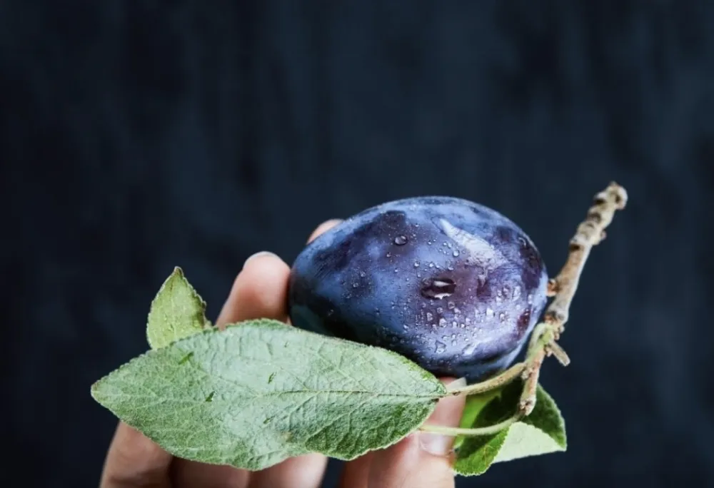 &Scaron;ljiva je najbolji saveznik dobre probave i vitalnosti