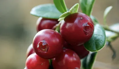 Naučnici tvrde da brusnica podmlađuje mozak i srce