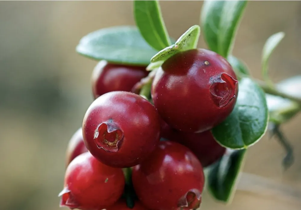 Naučnici tvrde da brusnica podmlađuje mozak i srce