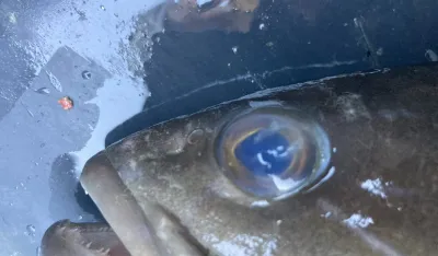 Stručnjaci savjetuju: Potreban oprez, čekaju se rezultati analiza uginulih riba