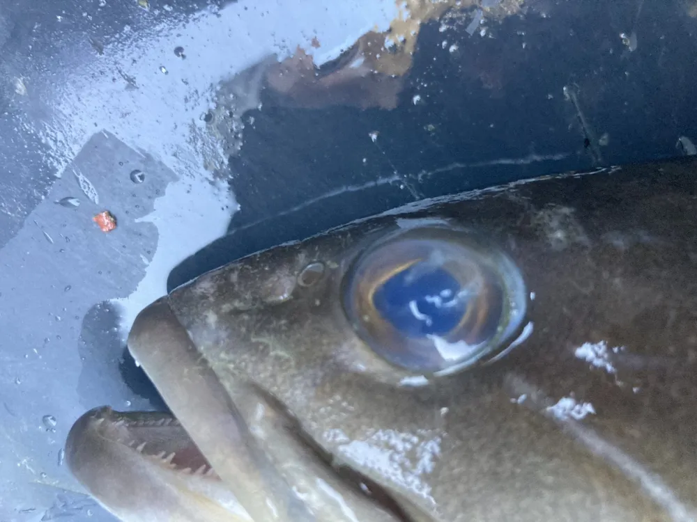 Stručnjaci savjetuju: Potreban oprez, čekaju se rezultati analiza uginulih riba