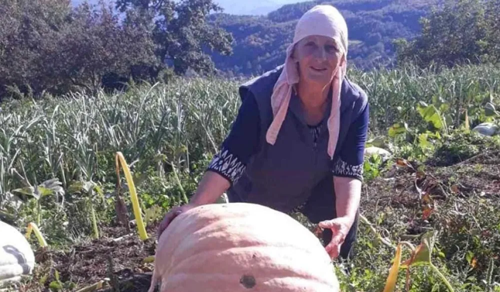 Tikva od 76 kilograma na imanju porodice Halilović