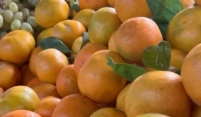 Kilogram mandarina euro