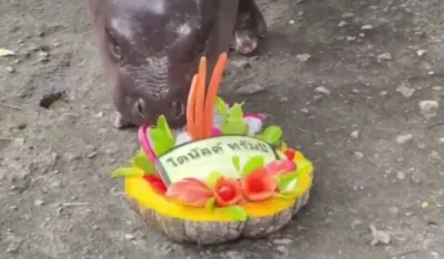 nilski konj porgnozira Trampovuu pobjedu