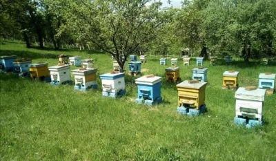 Pčelari će iz kase Op&scaron;tine Tuzi podijeliti 40.000 eura