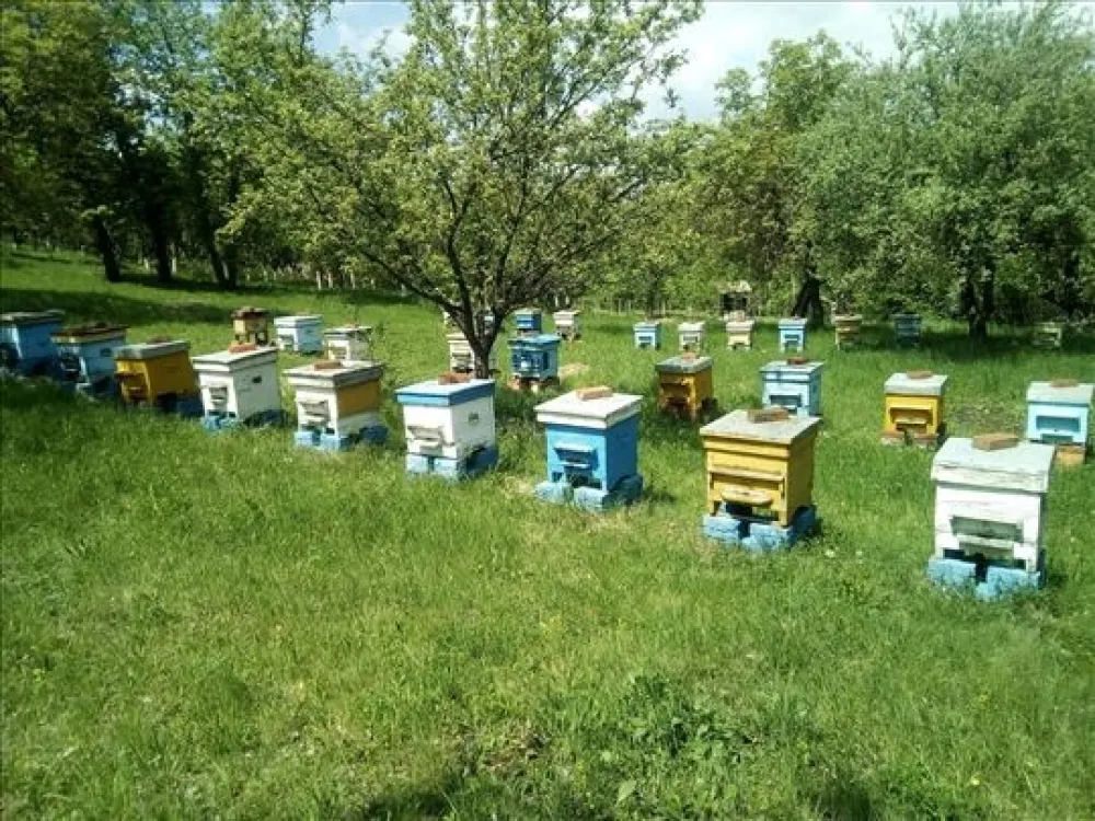 Pčelari će iz kase Op&scaron;tine Tuzi podijeliti 40.000 eura