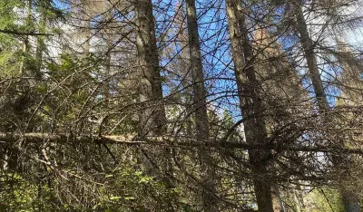 Mrtva stabla svјedoče o ekolo&scaron;kom genocidu u NP Prokletiјe