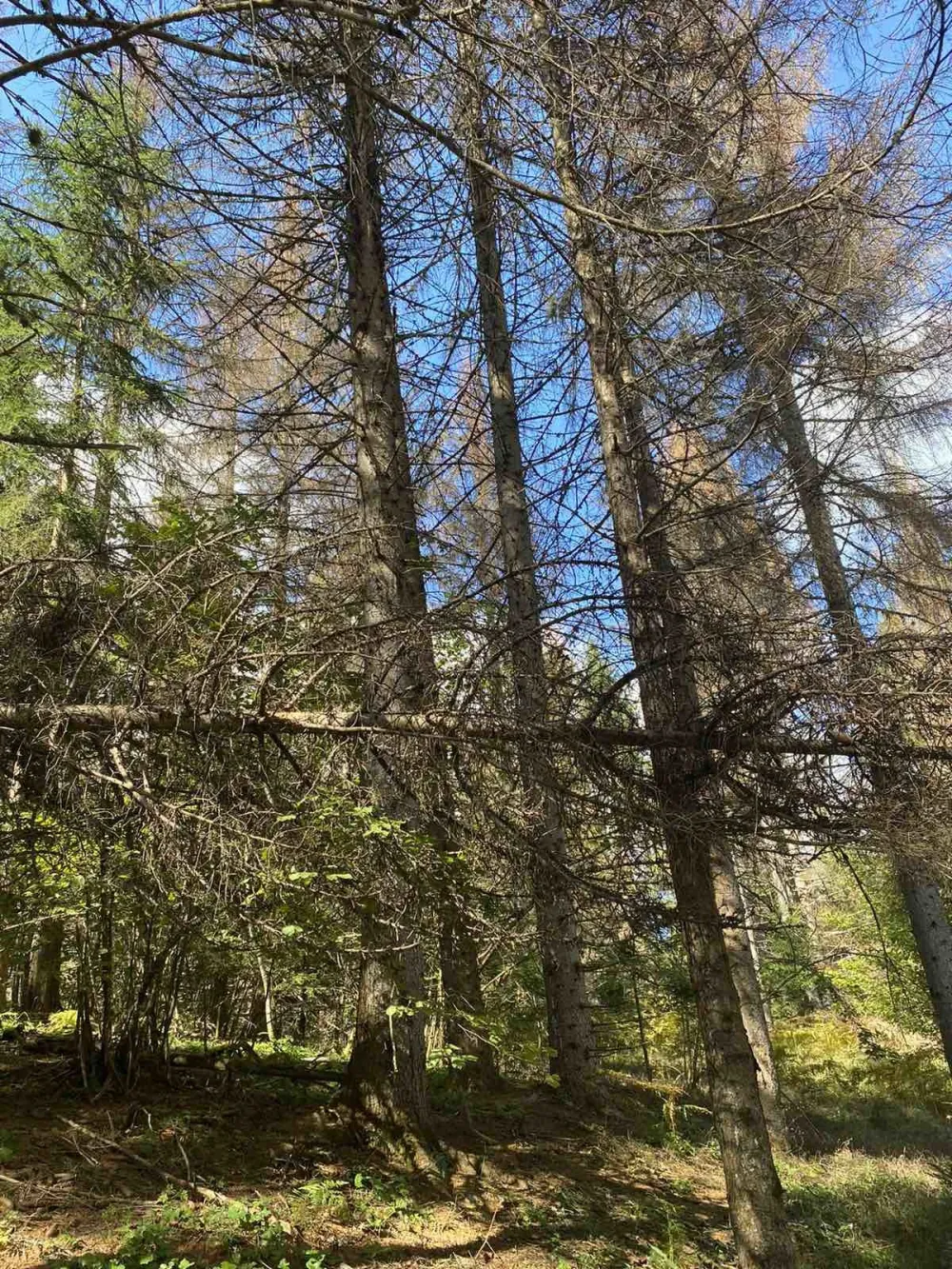 Mrtva stabla svјedoče o ekolo&scaron;kom genocidu u NP Prokletiјe