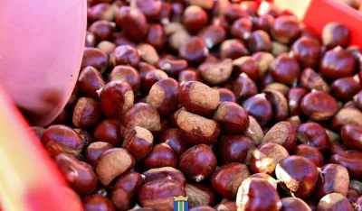 &Scaron;esnaesta "Ko&scaron;tanijada" u Ostrosu