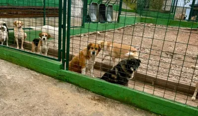 Delić: Uslovi za smje&scaron;taj životinja u budvanskom skloni&scaron;tu dobri