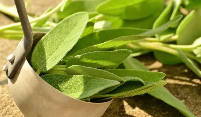 Kadulja - prirodni lijek za zdravlje, pobolj&scaron;anje probave i mentalne o&scaron;trine