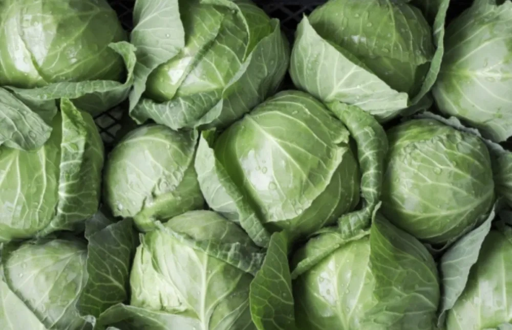 Kupus izuzetno utiče na zdravlje bubrega