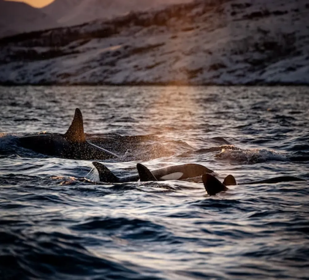 Na Novom Zelandu spa&scaron;eno vi&scaron;e od 30 nasukanih kitova