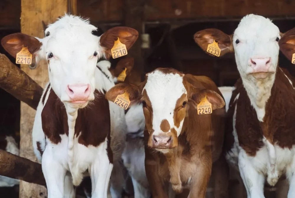 Ženu usmrtila krava u Bugojnu