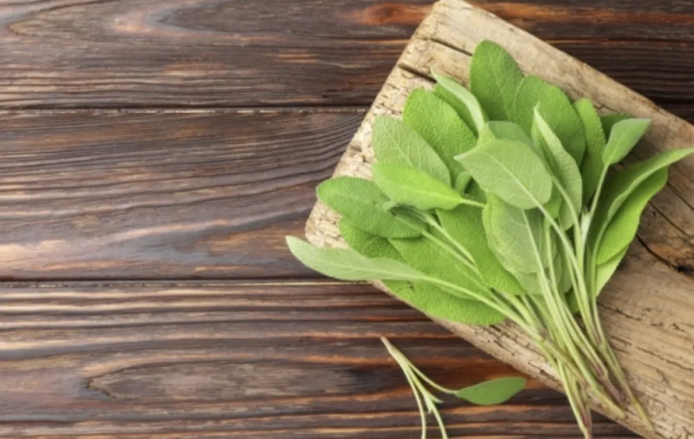 Kadulja čuva srce i reguli&scaron;e &scaron;ećer u krvi