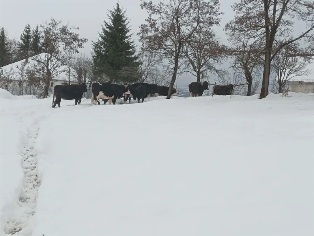 Nezbrinuta goveda u Beranama uni&scaron;tavaju njive i usjeve