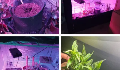  U Danilovgradu pronađena mini laboratorija za marihuanu