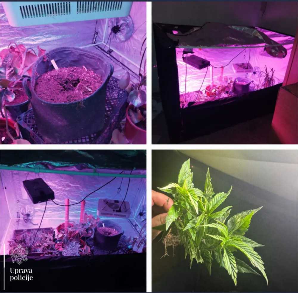  U Danilovgradu pronađena mini laboratorija za marihuanu